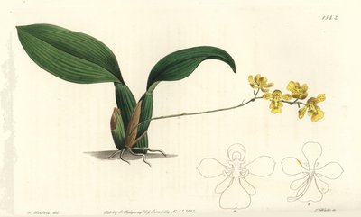 Oncidium cornigerum da Sydenham Teast Edwards