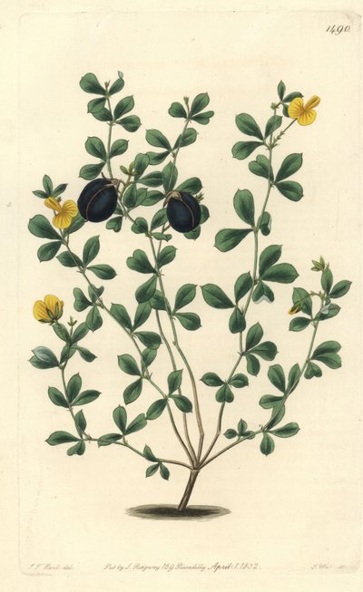 Gompholobium marginatum da Sydenham Teast Edwards