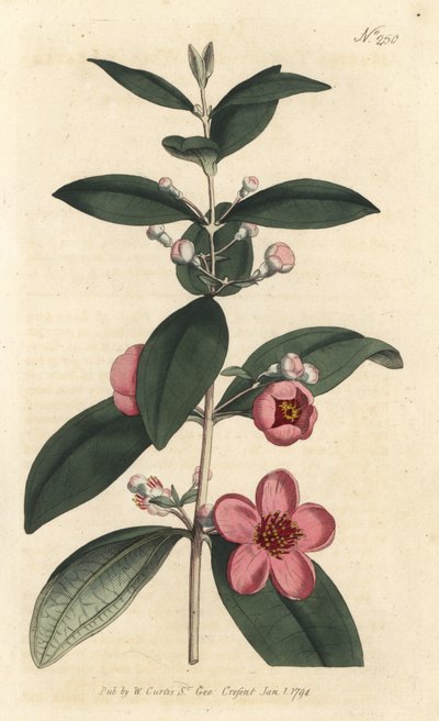 Uva spina, Rhodomyrtus tomentosa da Sydenham Teast Edwards