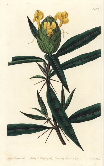 Barleria a fiori di luppolo, Barleria lupulina da Sydenham Teast Edwards