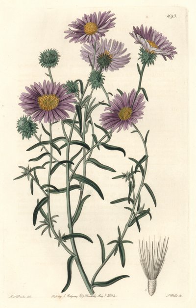 Aster grigio, originario della California da Sydenham Teast Edwards
