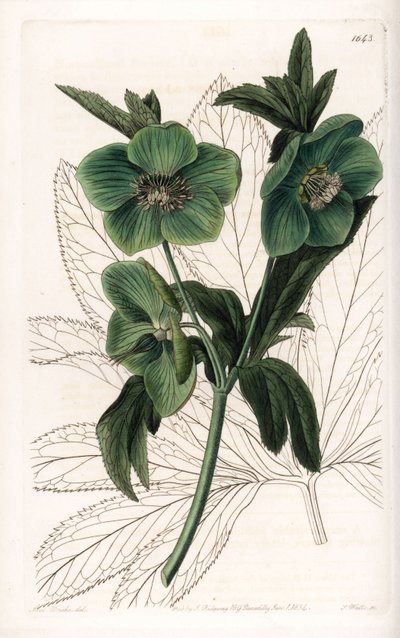 Elleboro verde Variete da Sydenham Teast Edwards