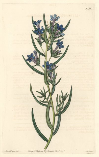 Gremil a foglie di rosmarino, nativo della Sicilia da Sydenham Teast Edwards