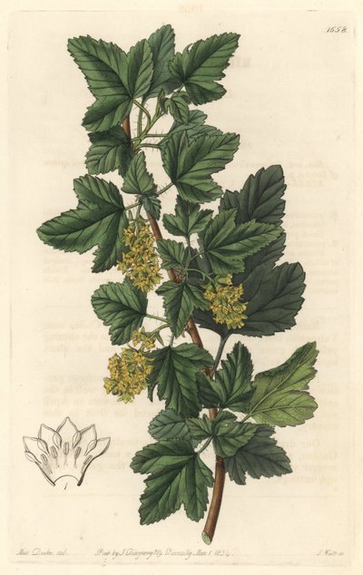 Ribes diacanthum da Sydenham Teast Edwards