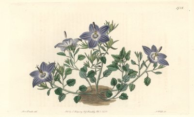 Campanula a foglie pelose, nativa dell