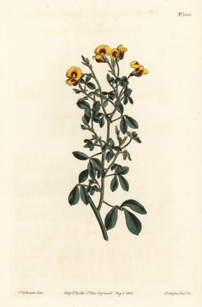 Goodia pelosa, Goodia lotifolia var. pubescens da Sydenham Teast Edwards