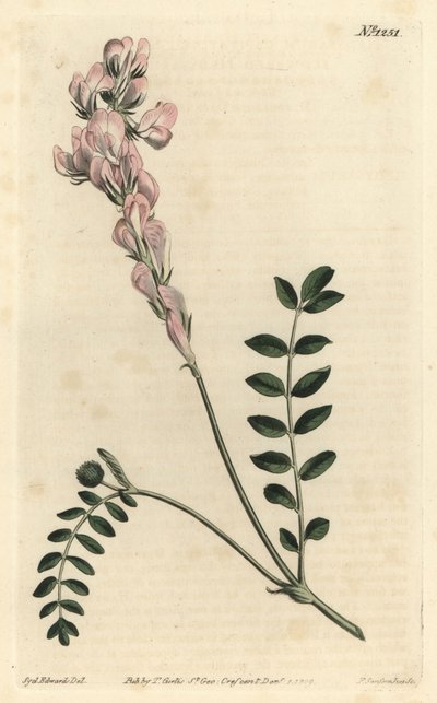 Hedysarum spinosissimum subsp. capitatum da Sydenham Teast Edwards