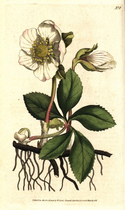 Elleboro nero o rosa di Natale - Rosa di Natale o elleboro nero, Helleborus niger da Sydenham Teast Edwards
