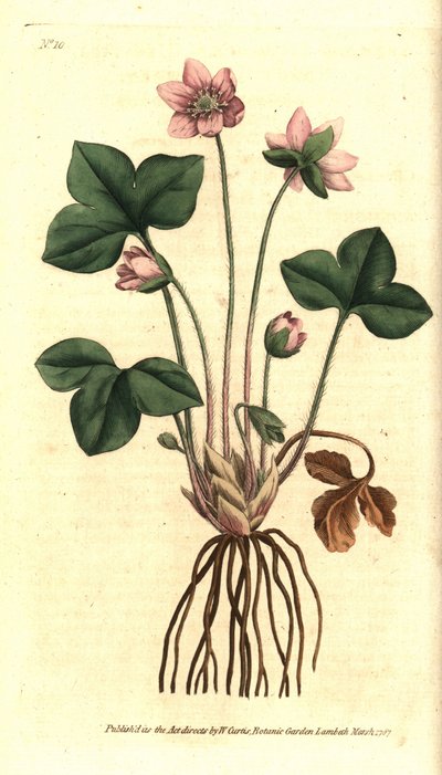 Epatica nobile o epatica a tre lobi - Anemone hepatica da Sydenham Teast Edwards