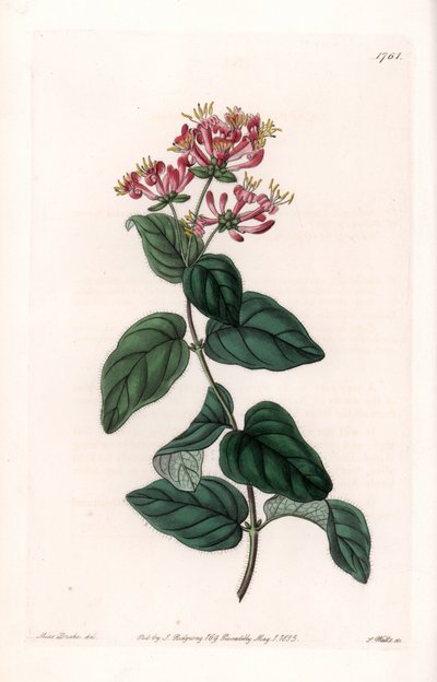Erba varietà da Sydenham Teast Edwards