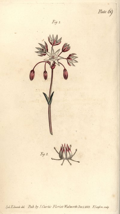 Fiore ermafrodita con sette pistilli, Heptagynia, Septas capensis (incisione a mano colorata di F. Sansom da un