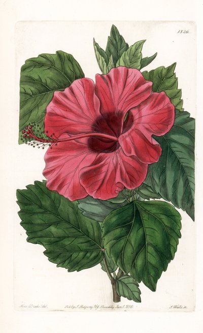 Ibisco rosa dalla Cina da Sydenham Teast Edwards