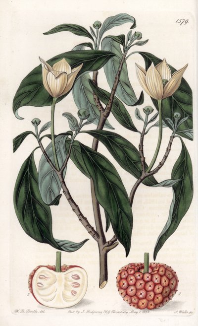 Corniolo himalayano da Sydenham Teast Edwards
