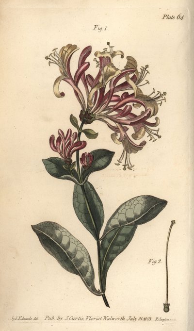 Caprifoglio, Lonicera caprifolium, Monogynia da Sydenham Teast Edwards