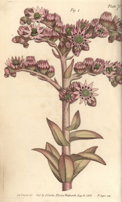 Semprevivo, Sempervivum tectorum, Dodecagynia, fiore ermafrodita con 12 pistilli (incisione a mano colorata di F. Sansom da un