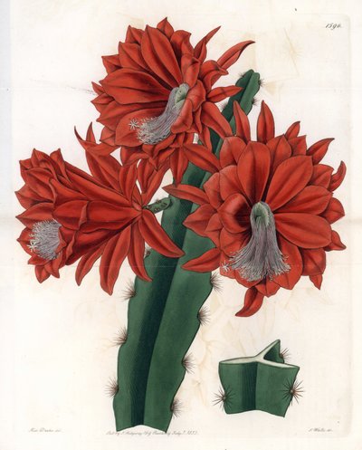 Disocactus ibrido (cactus orchidea) (incisione di S.Watts, illustrazione di Sarah Anne Drake, dal Botanical Register di Sydenham Edwards) da Sydenham Teast Edwards
