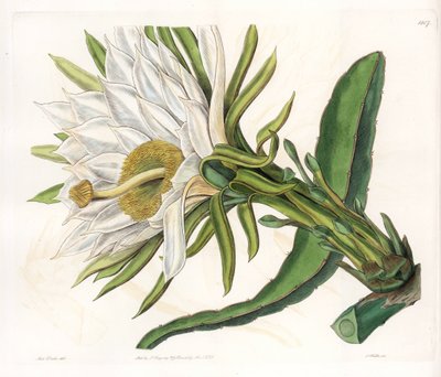 Fiore di Hylocereus, varietà di cactus epifita - Tavola incisa da S. Watts, da un