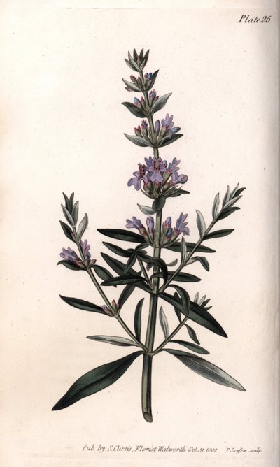 Issopo o issopo officinale da Sydenham Teast Edwards
