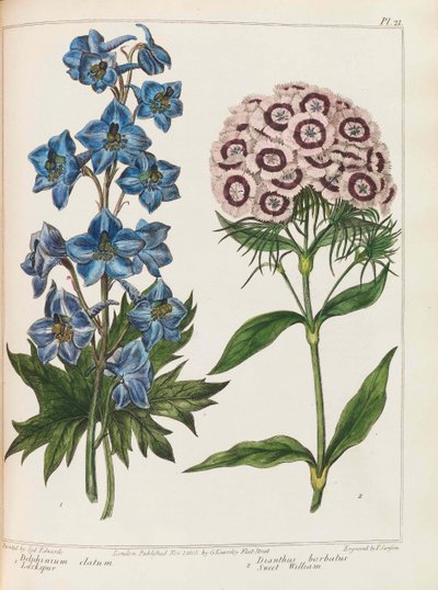 Illustrazione da Giardinaggio Pratico di Alexander McDonald, 1807 da Sydenham Teast Edwards