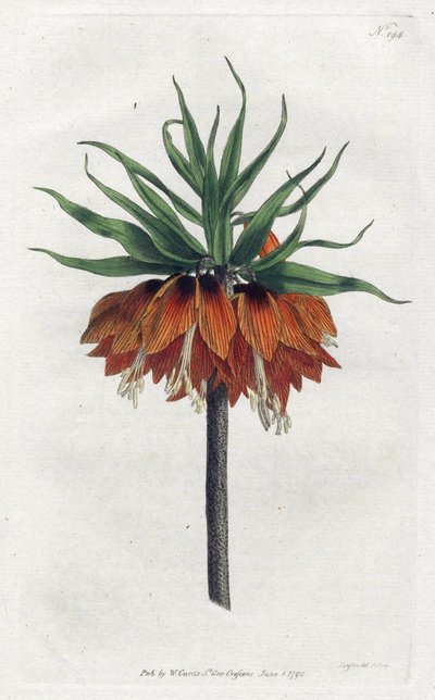 Fritillaria imperiale o Corona Imperiale da Sydenham Teast Edwards