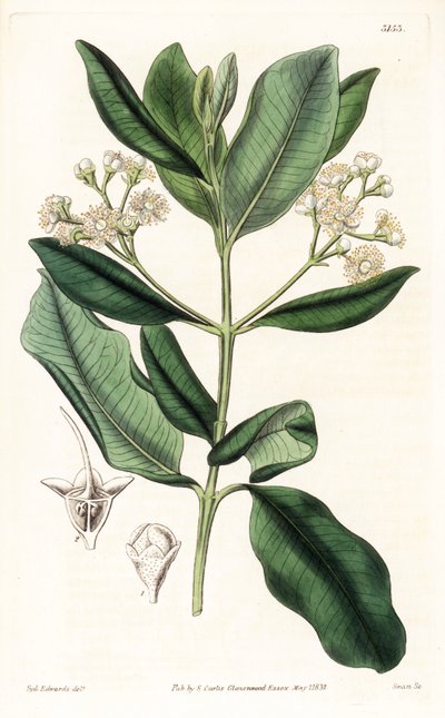 Legno indiano, Pimenta racemosa da Sydenham Teast Edwards