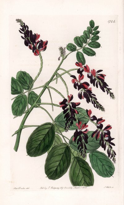 Indigofera Variete - Tavola incisa da S. Watts, da un