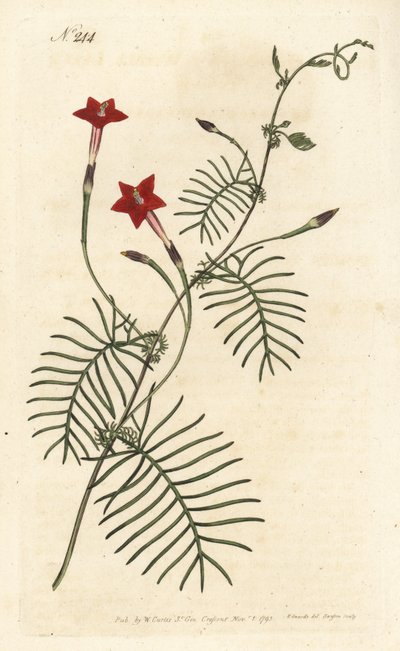 Ipomea quamoclite o vite di cipresso, Ipomoea quamoclit da Sydenham Teast Edwards