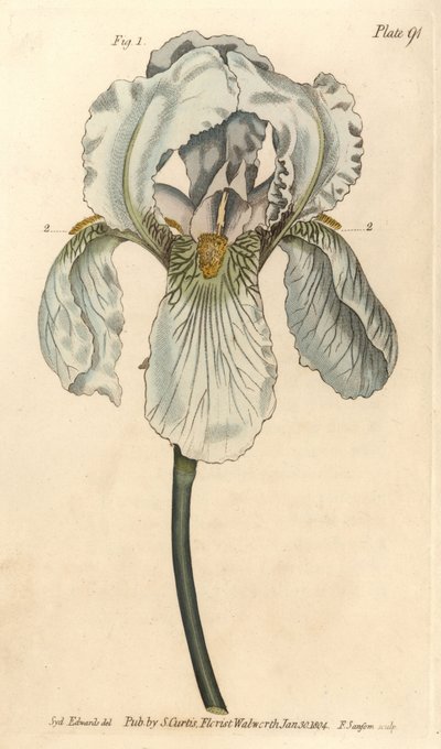 Iris florentina, Iris germanica nothovar (incisione a mano colorata di F. Sansom da un