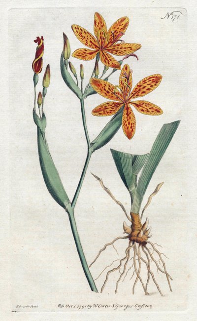 Iris leopardo o giglio tigrato (Iris Domestica) da Sydenham Teast Edwards