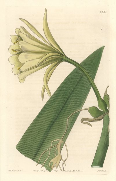 Ismene, Narciso o Giunchiglia del Perù - Acquaforte di S. Watts da un