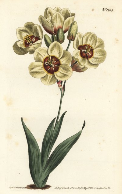 Ixia abbreviata (Ixia maculata v. ochroleuca). Incisione a mano colorata a rame di F. Sansom Jr. da un
