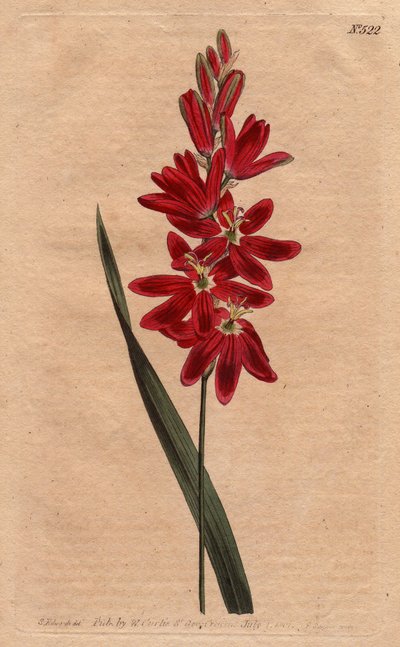 Ixia cremisi o fiore appassito, colore scarlatto scuro. Ixia cremisi o ixia a fiori sparsi con fiori cremisi profondi. Ixia patens. Incisione a mano colorata a rame da un