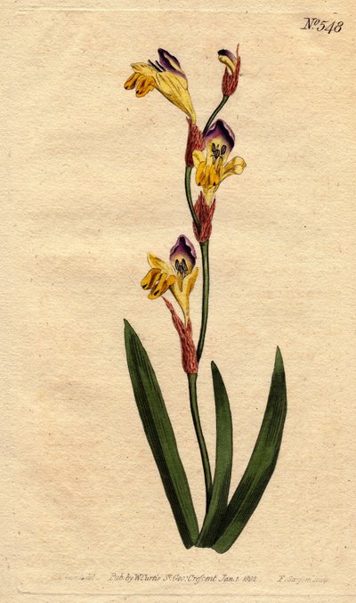 Ixia bicolor da Sydenham Teast Edwards