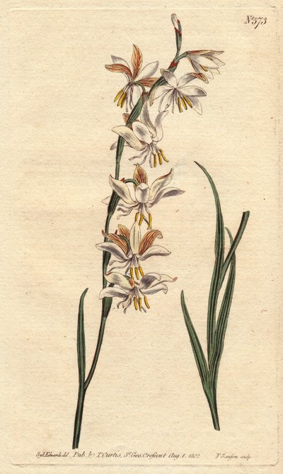 Ixia con venature bianche, gialle e arancioni da Sydenham Teast Edwards