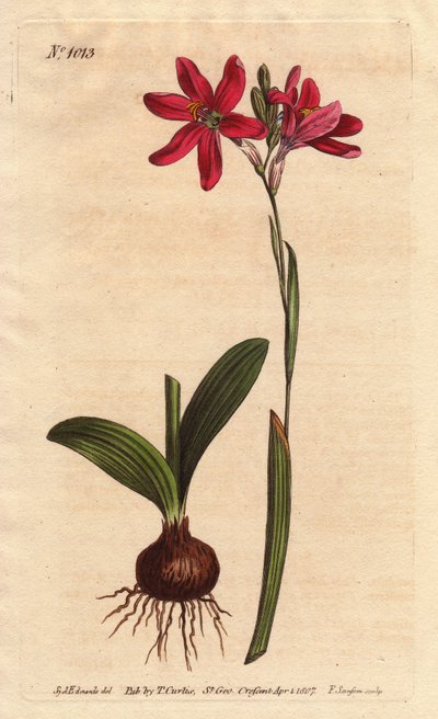 Ixia rosa della famiglia dei gigli sudafricani, descritta con bulbo e foglie da Sydenham Teast Edwards