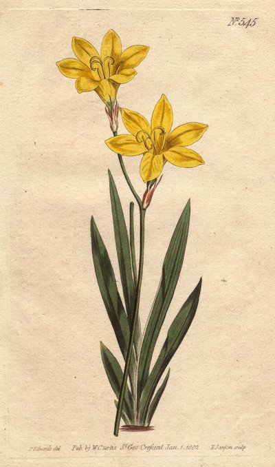 Ixia color zolfo, con fiori giallo limone brillante da Sydenham Teast Edwards