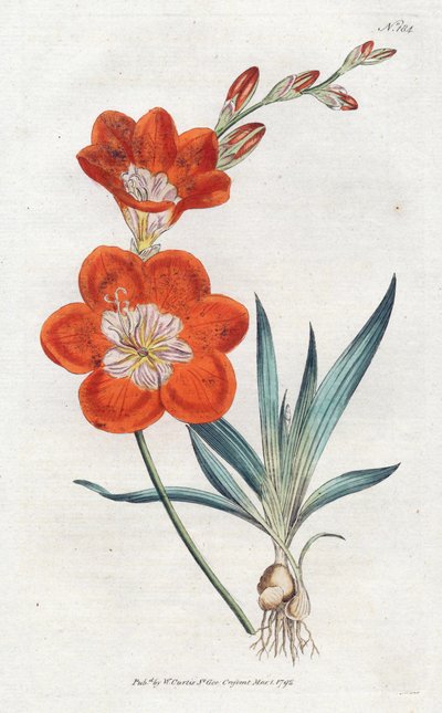 Ixia arancione da Sydenham Teast Edwards