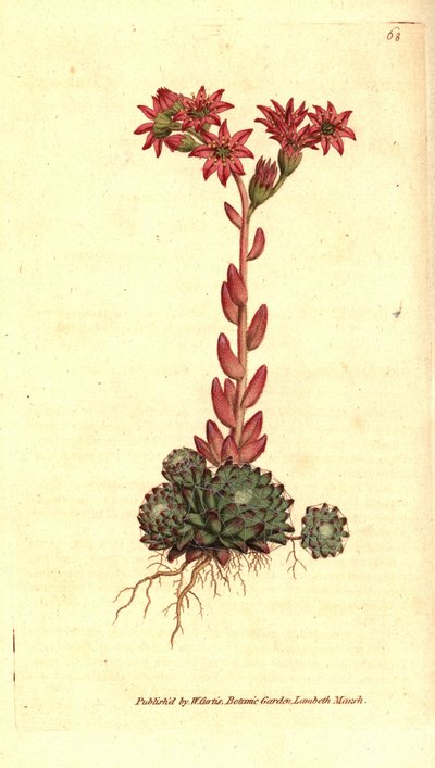 Sempervivum arachnoideum. Incisione a mano colorata a rame da un
