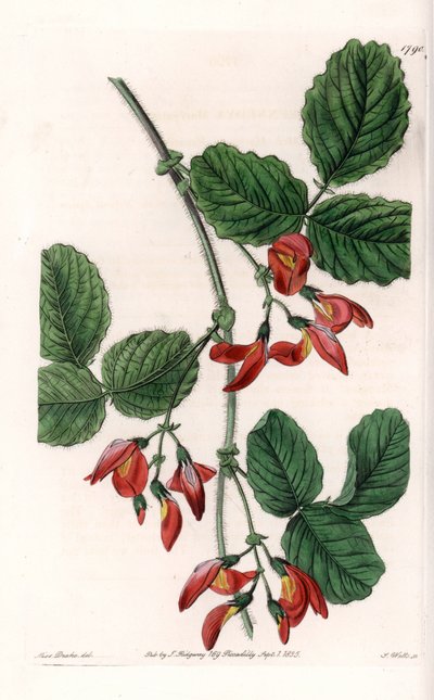 Kennedia macrophylla, pianta originaria dell