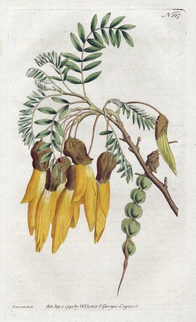 Kowhai, varietà di sophora dalla Nuova Zelanda - Litografia di Sydenham Edwards (1768-1819), dal Botanical Magazine di William Curtis (1746-1799) da Sydenham Teast Edwards