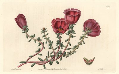 Portulaca a grandi fiori o cavaliere delle undici ore, nativa del Cile da Sydenham Teast Edwards