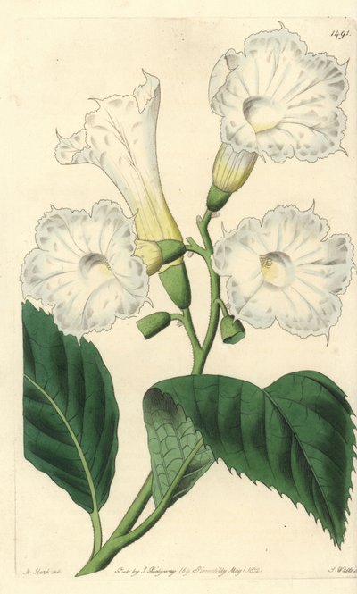 Cordia grandiflora da Sydenham Teast Edwards