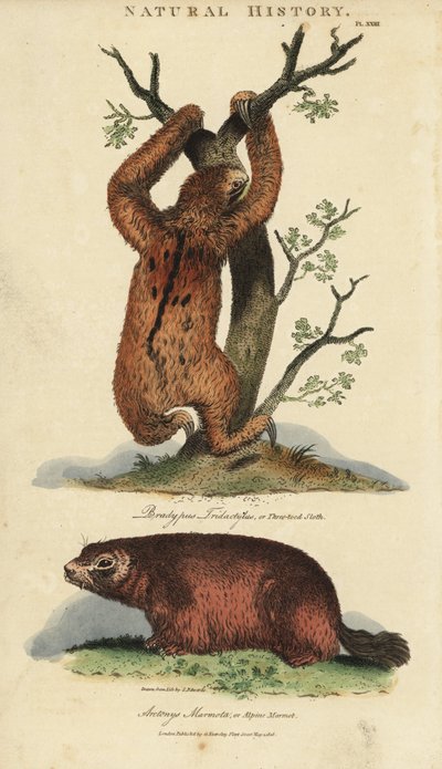 Bradipo tridattilo e marmotta da Sydenham Teast Edwards