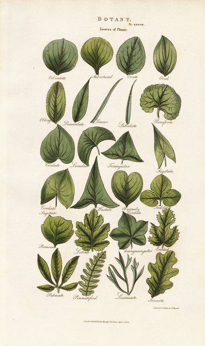 Le forme delle foglie nella morfologia botanica da Sydenham Teast Edwards
