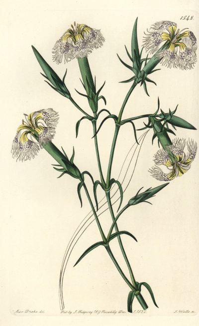Garofano del Libano (specie in pericolo) - Dianthus libanotis. Specie in pericolo. Incisione a mano colorata a rame di S. Watts da un