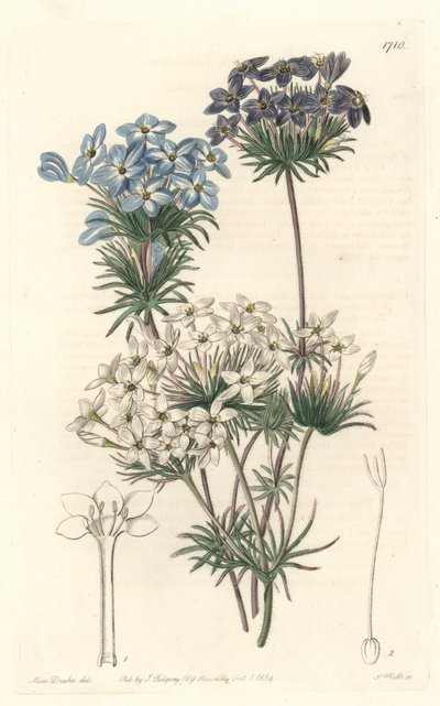 Leptosiphon androsace, nativo della California - Acquaforte di S. Watts da un