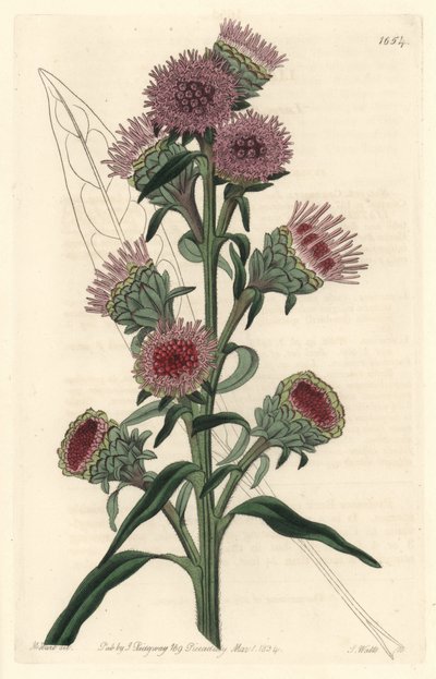 Liatris da Sydenham Teast Edwards