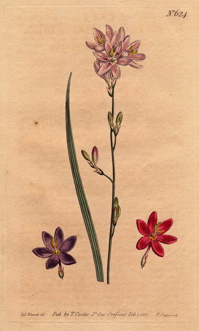 Gigli dei campi, con esempi di diversi colori: rosa, viola, scarlatto. Ixia flexuosa con esempi di varietà di colore: rosa, viola e scarlatto. Ixia flexuosa. Incisione a mano colorata a rame da un