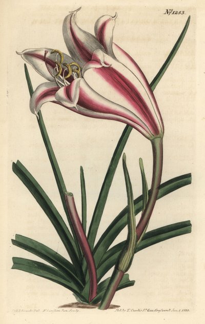 Varietà di giglio - Giglio della costa del Capo, Crinum ornatum da Sydenham Teast Edwards