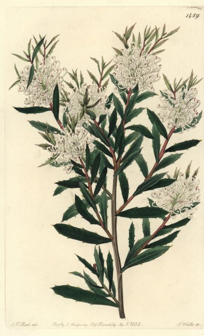 Hakea a foglie lineari - Hakea linearis da Sydenham Teast Edwards